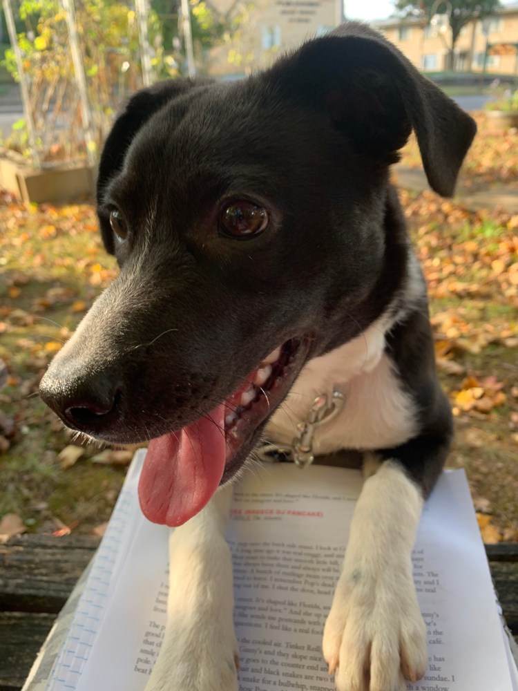 Picture of Lily the dog. 30 lb black and white mutt with her tongue sticking out. Her front paws are on a printout of the short story "Trilobites" by Breece DJ Pancake.